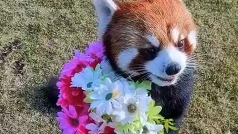 小熊猫送花爆料视频,甜蜜视频曝光引网友热议  第1张